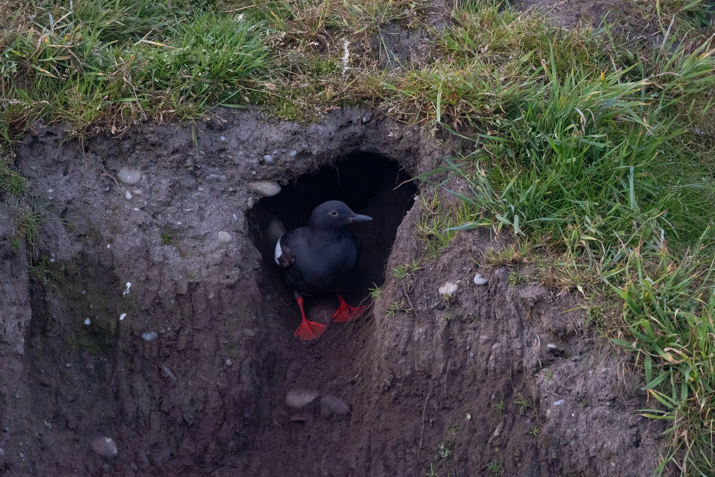 South Sound Bird Alliance 