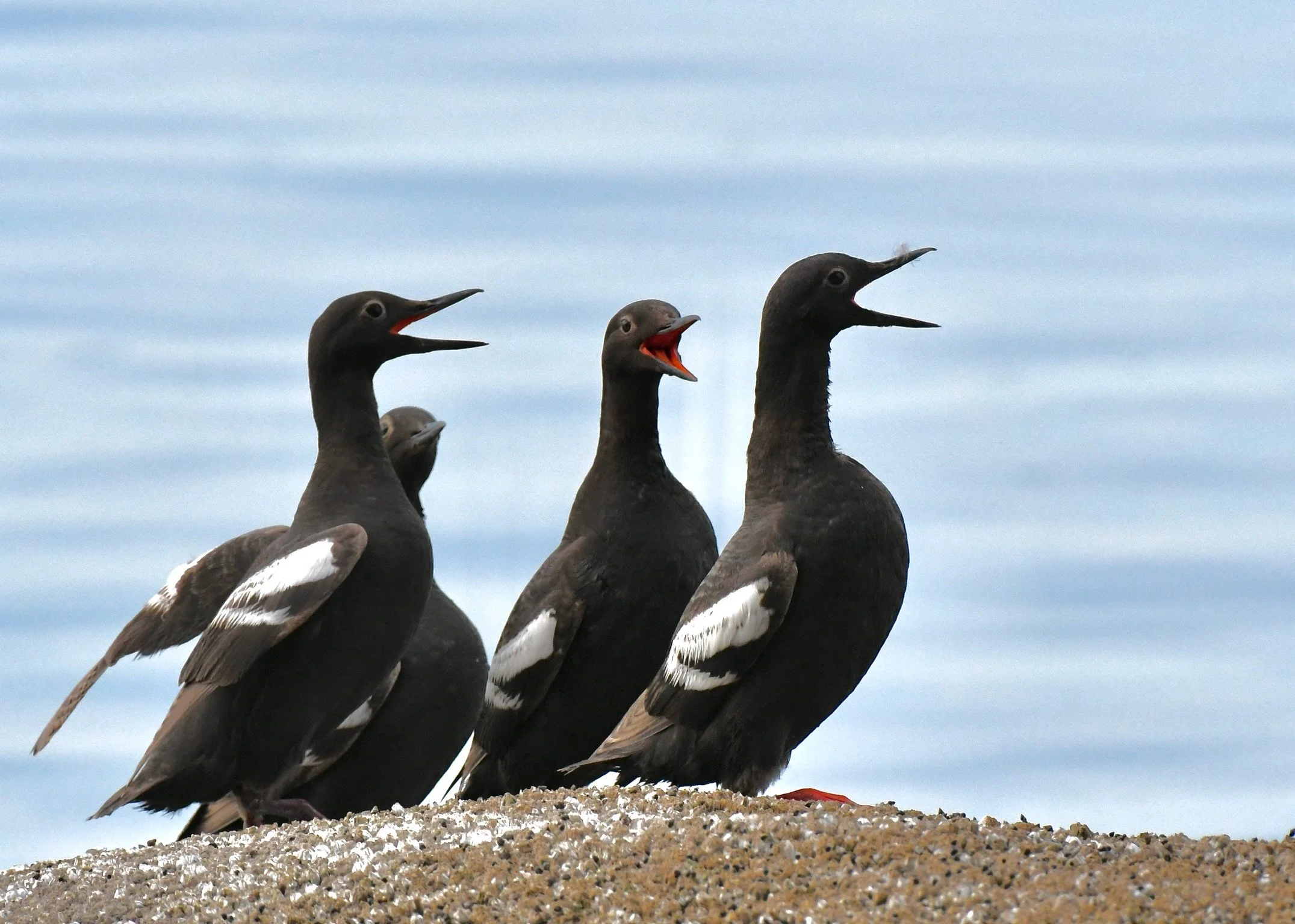 Olympic BirdFest--Keynote