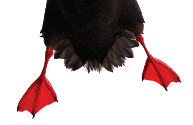 Birds Connect Seattle