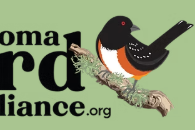 Tahoma Bird Alliance