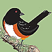 Tahoma Bird Alliance 