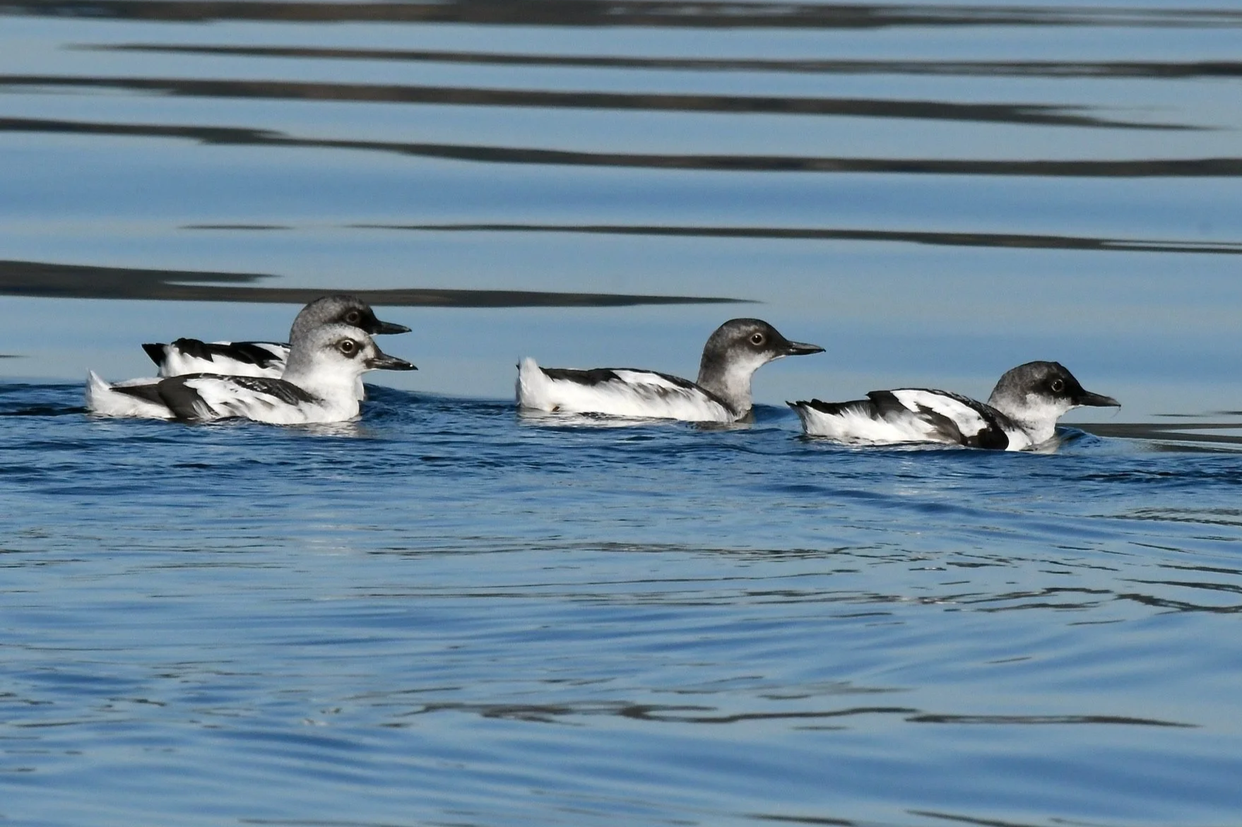 Four Pigeon Guillemots in Winter Plumage