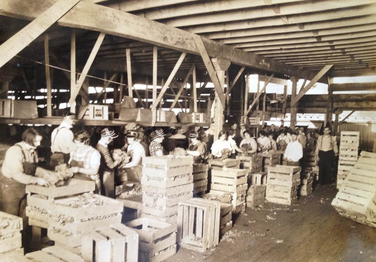  Interior view of Lettuce Farm Packing Plant. Employees graded and packaged lettuce. 