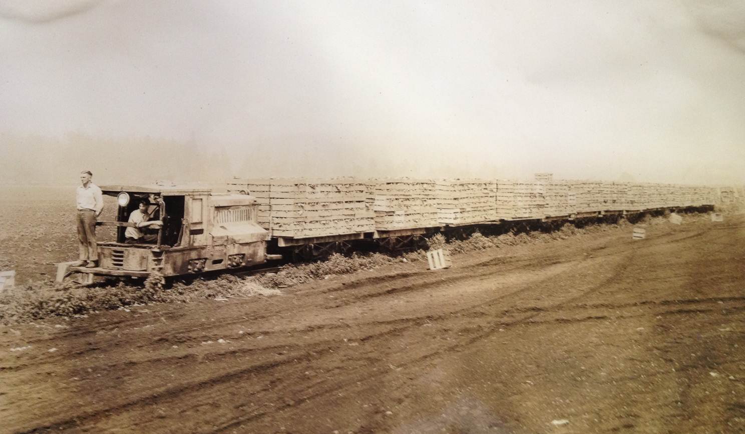  A lettuce farm train en route to a packing shed. 