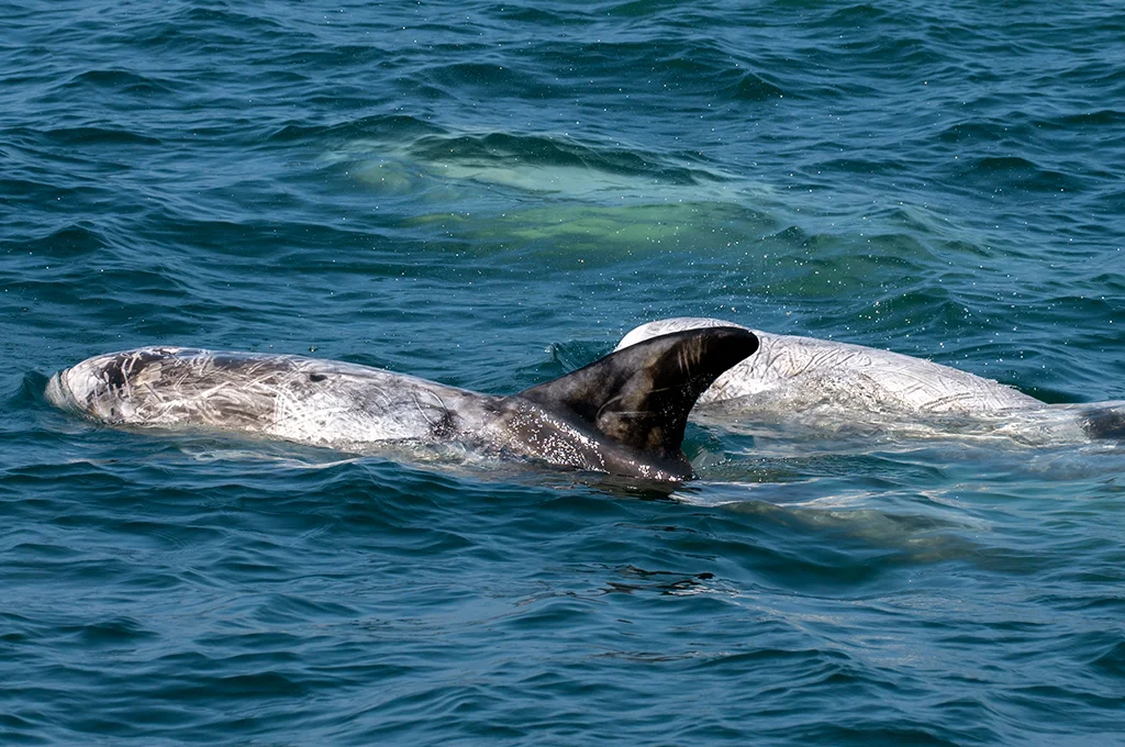 Risso's dolphins