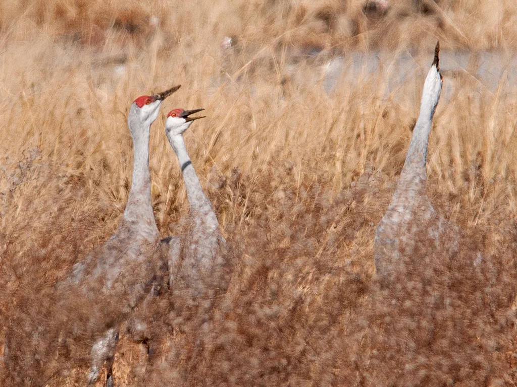 cranes11.jpg