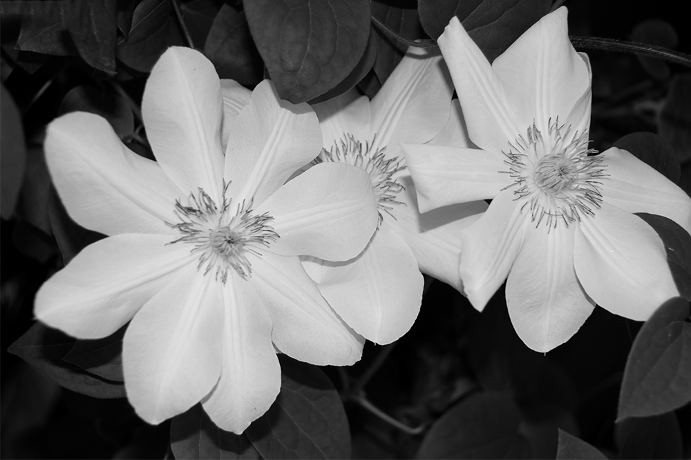 bwflower3.jpg