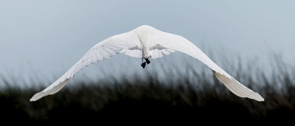12x28egret.jpg