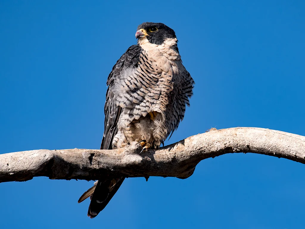 DSC_2685B.jpg