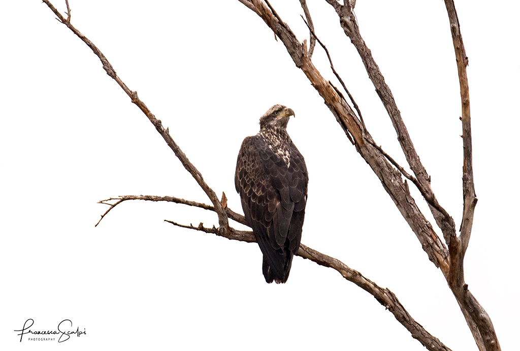 Photo of Juvenile Bald Eagle at Sacramento Wildlife Refuge