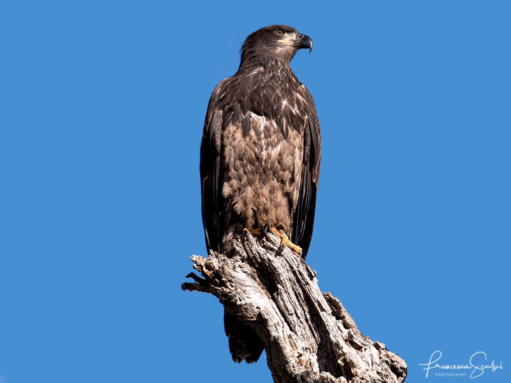 Photo of Juvenile Bald Eagle at Sacramento Wildlife Refuge