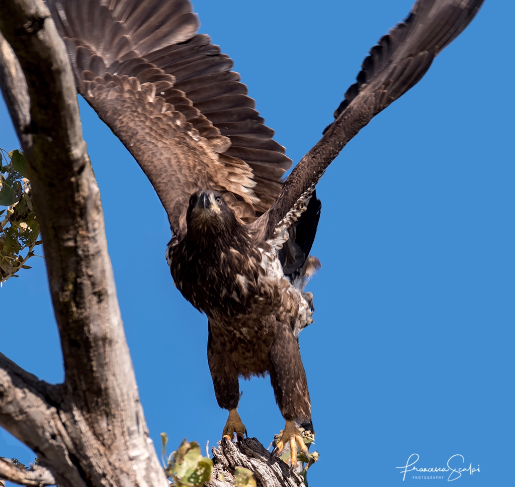 Photo of Juvenile Bald Eagle at Sacramento Wildlife Refuge