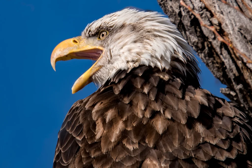 American Bald Eagle in  Klamath National Wildlife Refuge Complex