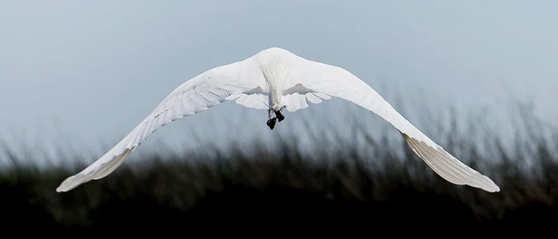 egret.jpg