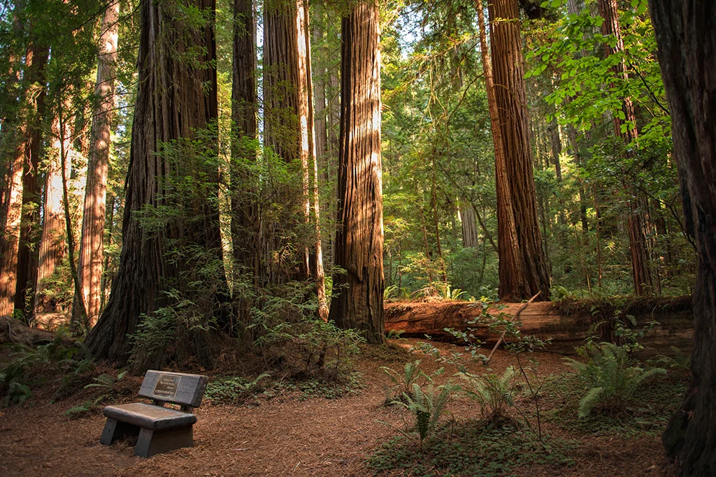 redwoods1.jpg