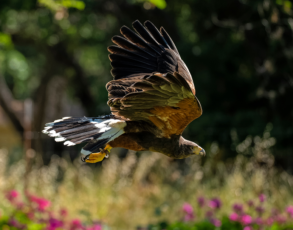 11x14harrishawk08.jpg