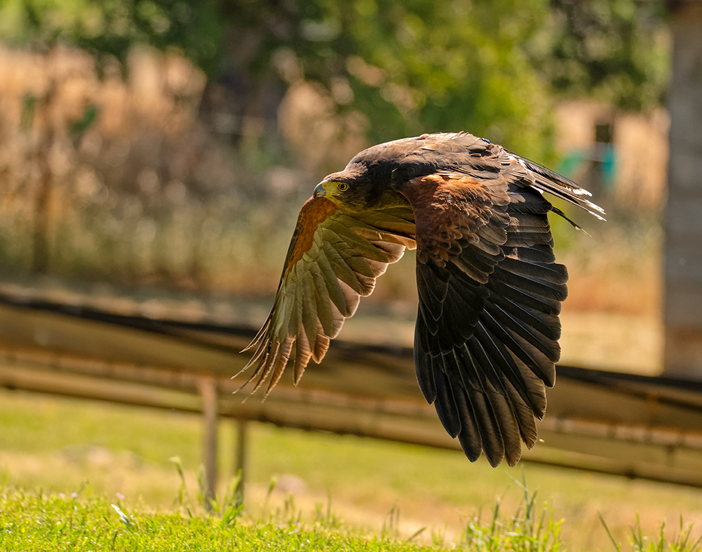 11x14harrishawk11.jpg