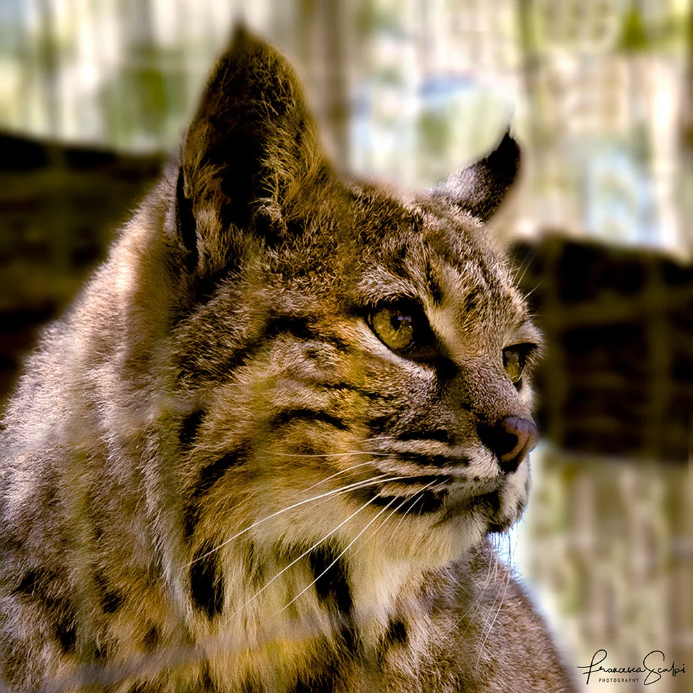 In memory of Billy the Bobcat