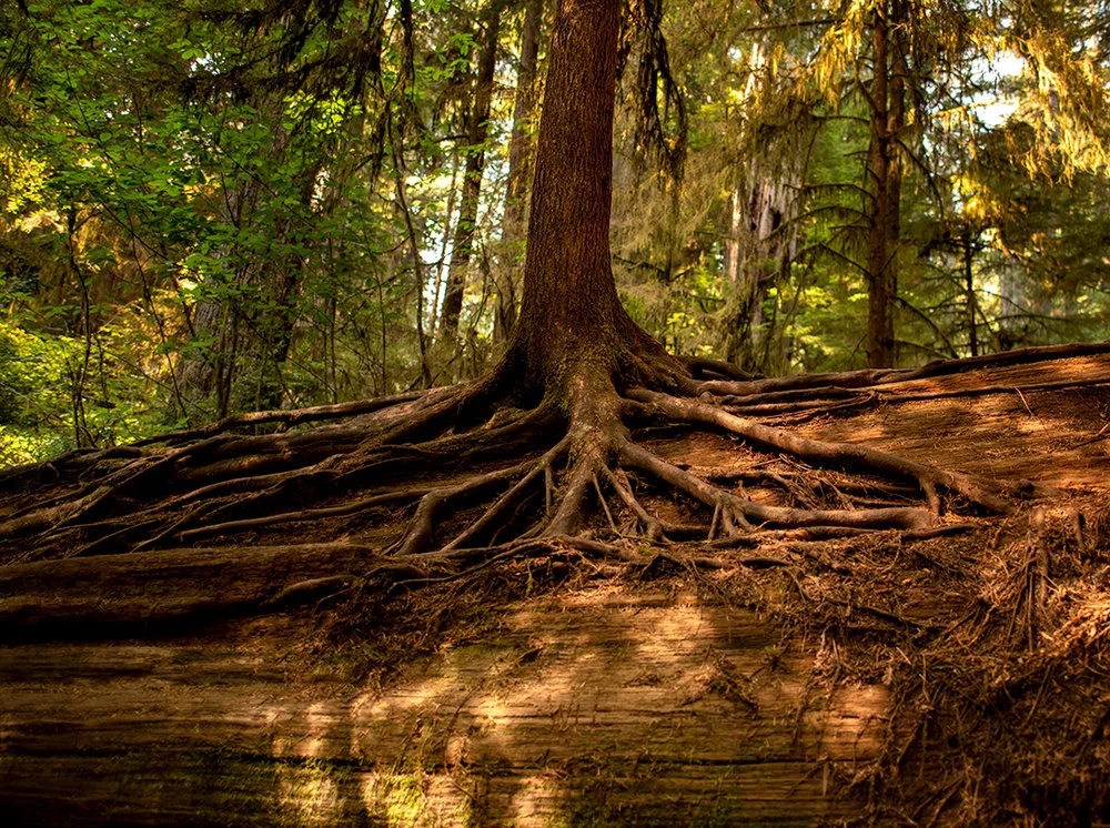 A new redwood growing from a Nurse Log.