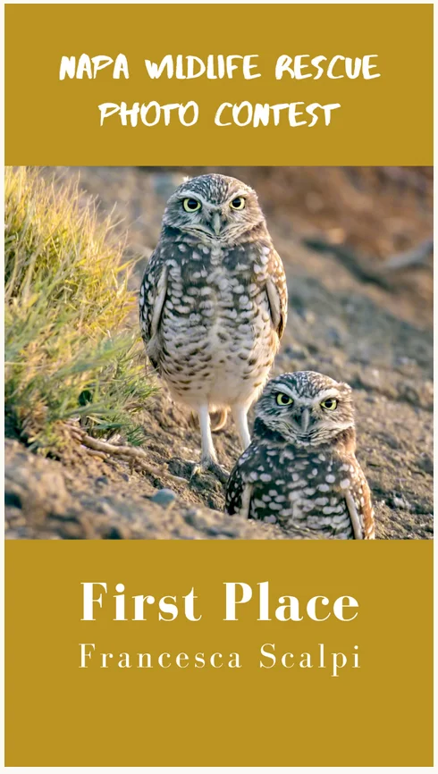 Burrowing Owl Pair