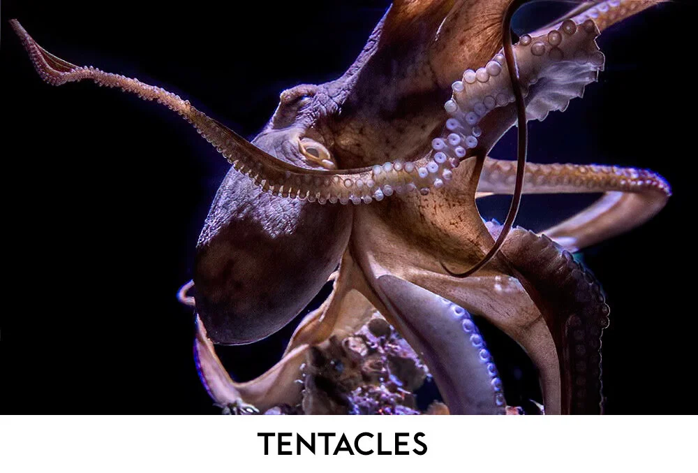 TENTACLESheader.jpg