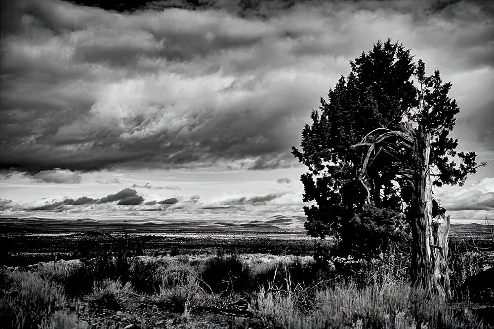12x18bwtrees2.jpg