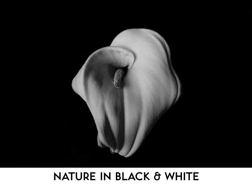 naturebwheader.jpg