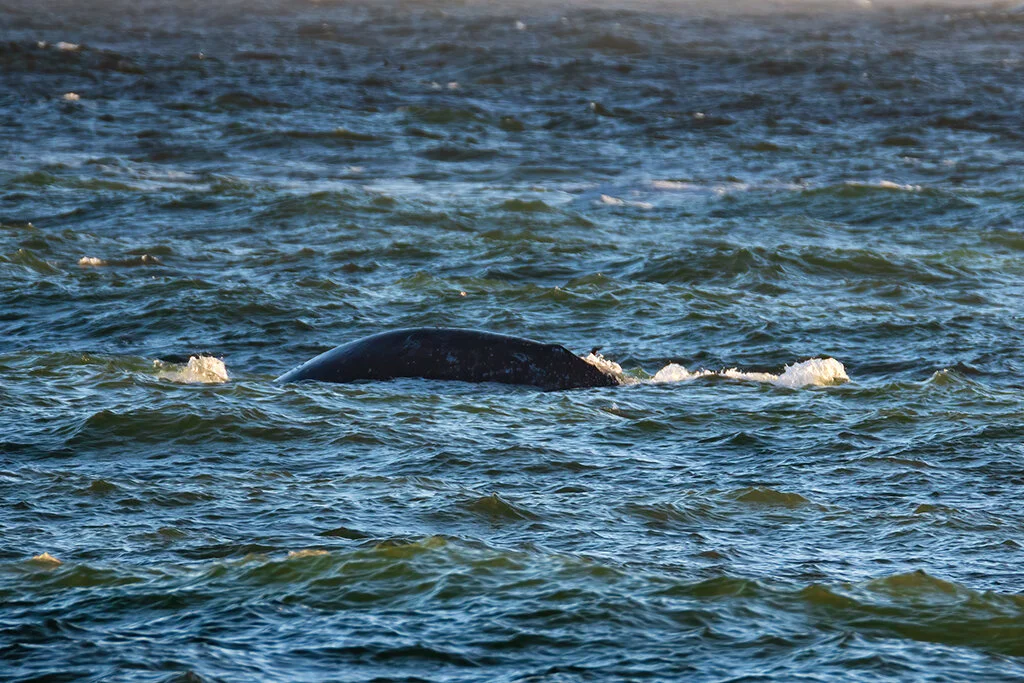 fscalpi-grwhale3web.jpg