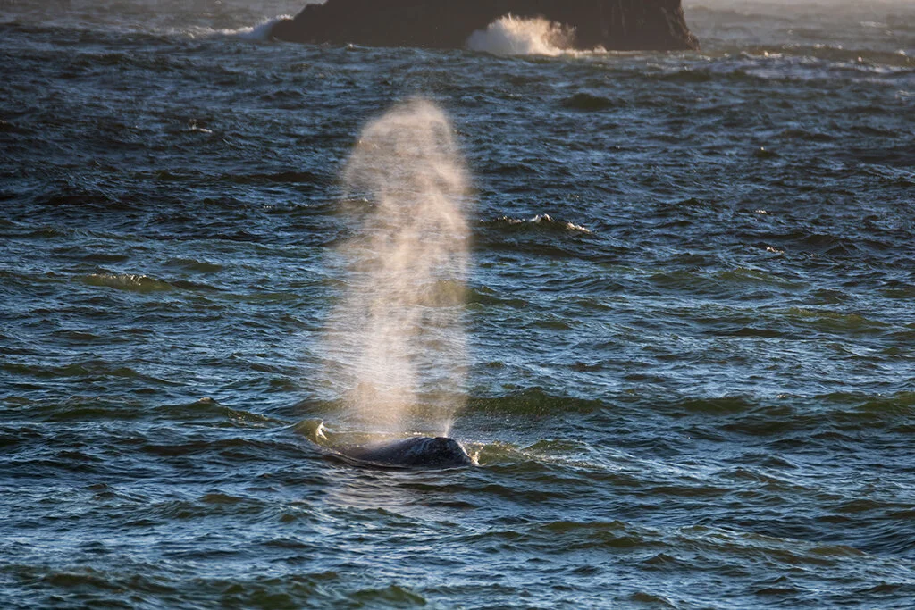 fscalpi-grwhale8web.jpg