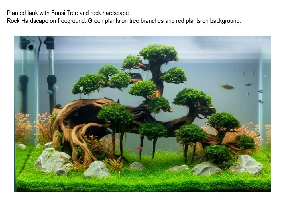 bonsi2.jpg