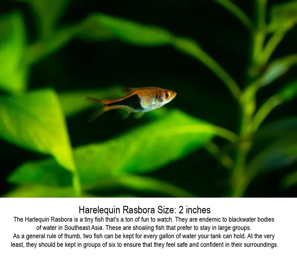 harlequinrasbora.jpg