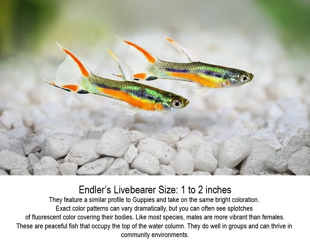 Endlers-Livebearers.jpg