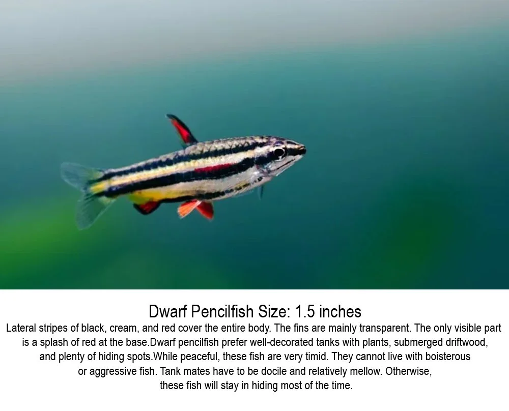 dwarfpencilfish.jpg