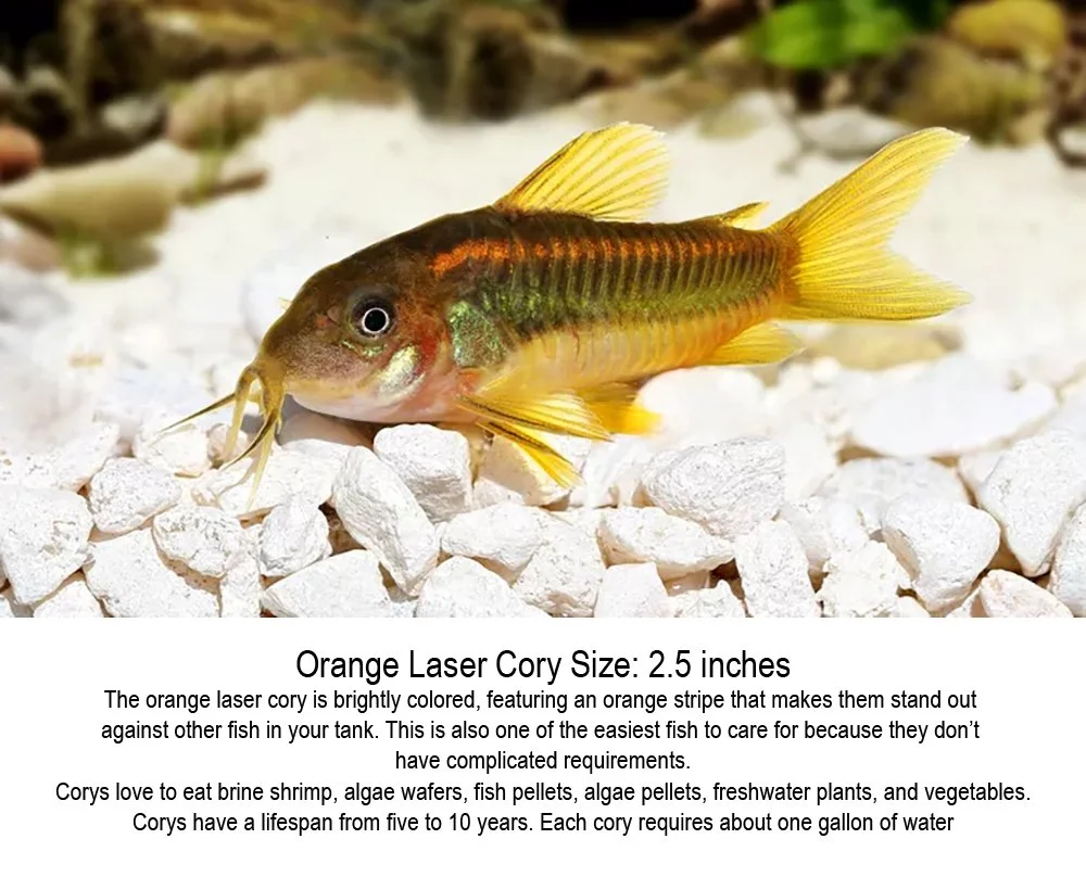 orangelaser.jpg