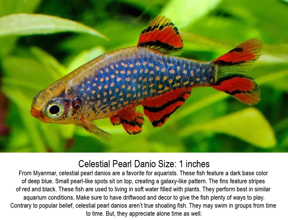 celestial-pearl-danio-galaxy-rasbora-fish.jpg