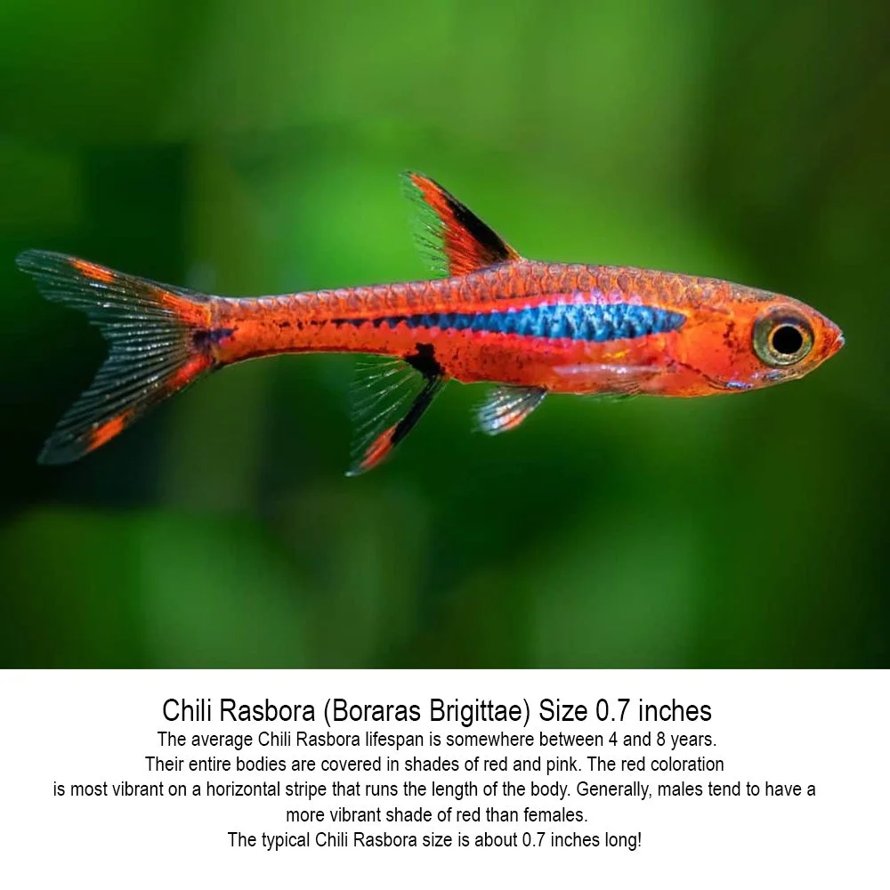 Chili-Rasboras-Boraras-fish.jpg