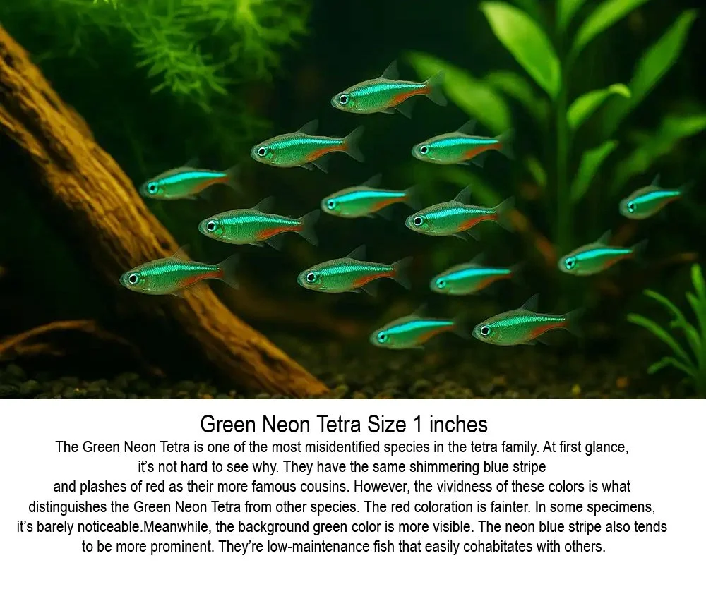 green-neon-tetra-care-fish-tank.jpg