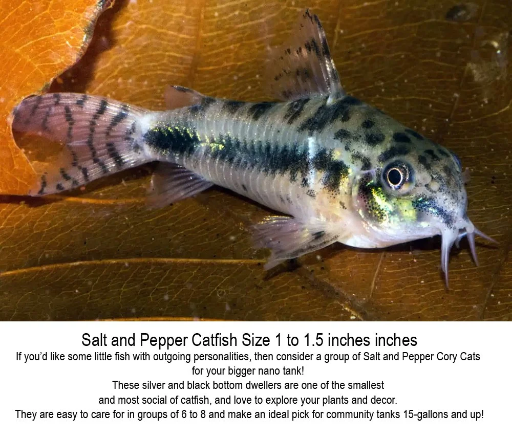 saltpeppercory.jpg
