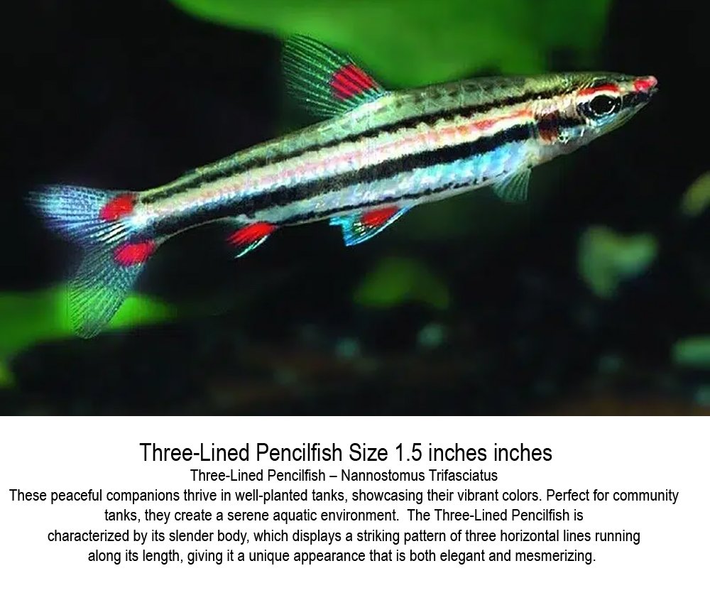 threelinedpencil.jpg