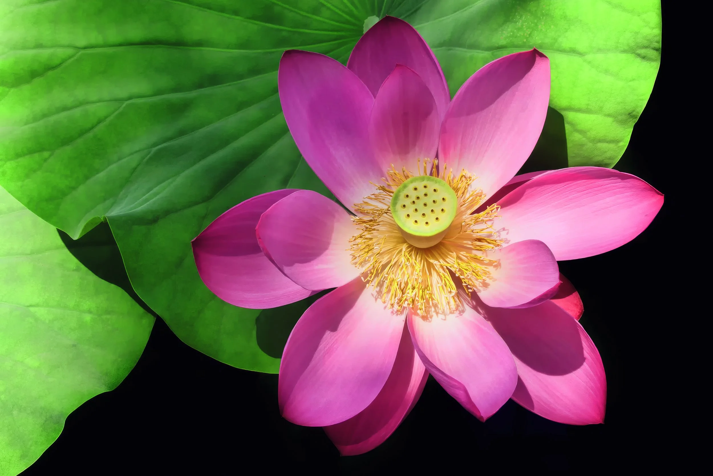 lotusflower.jpg