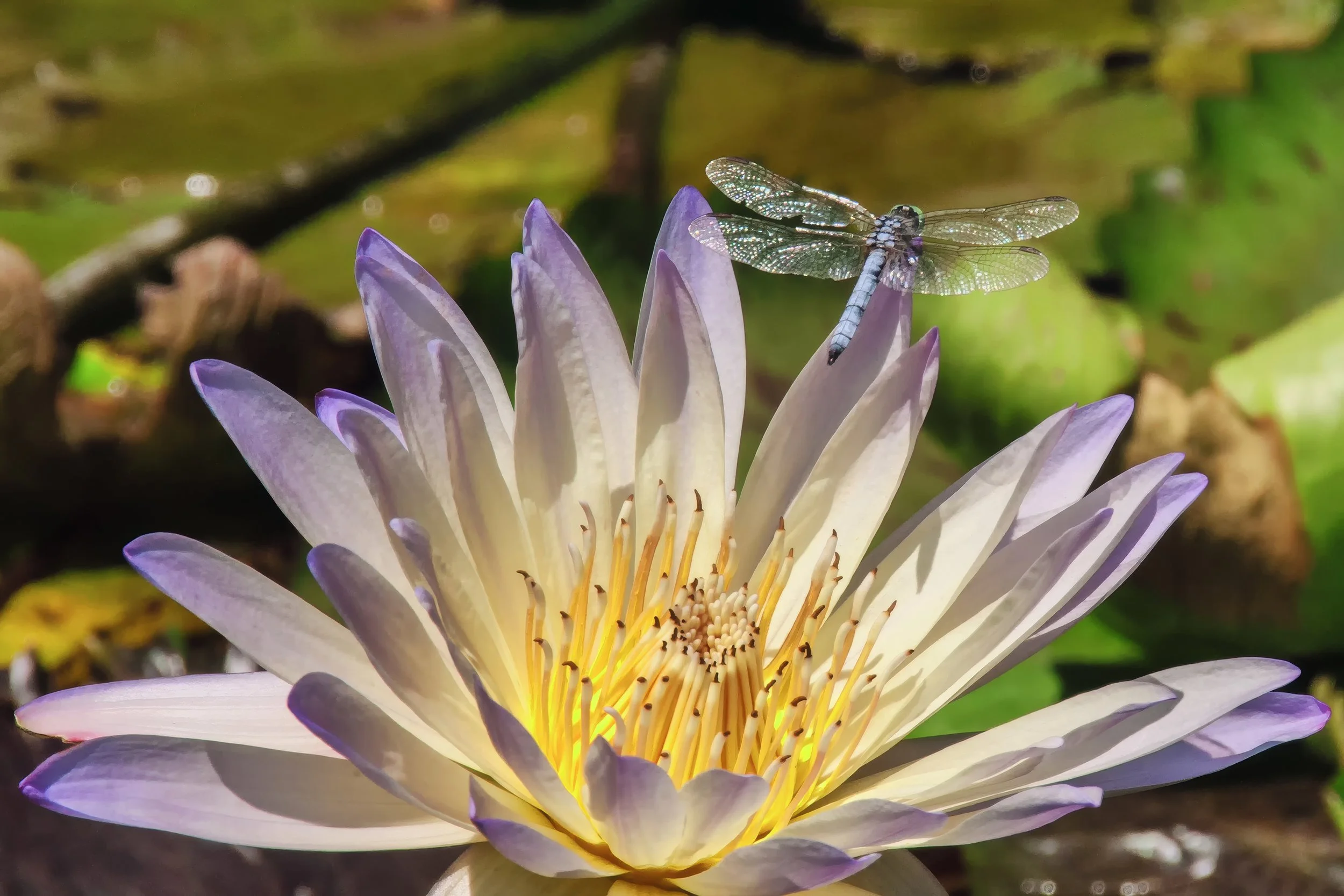 dragonfly.jpg