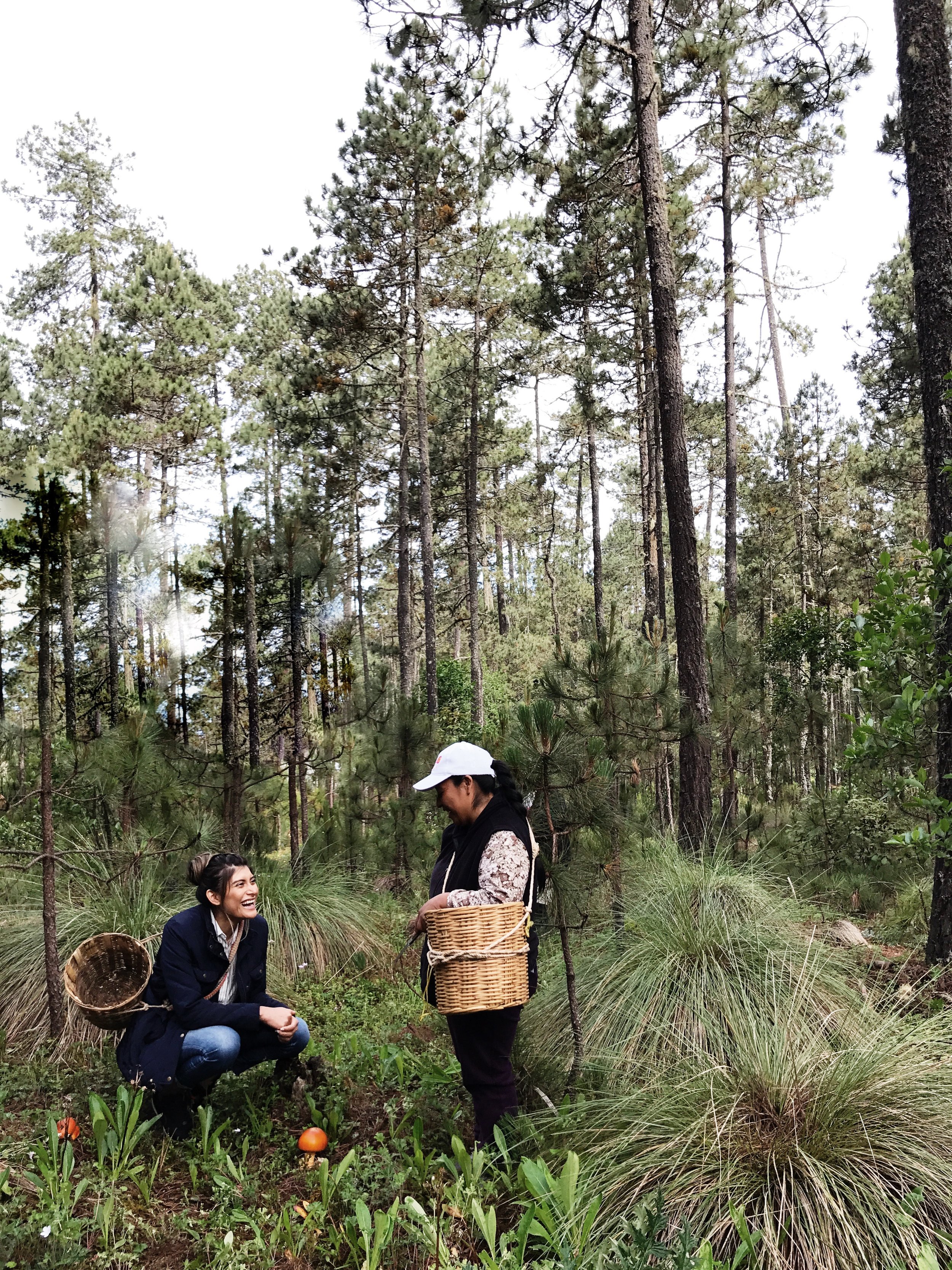 Mushroom picking in Cuajimoloyas