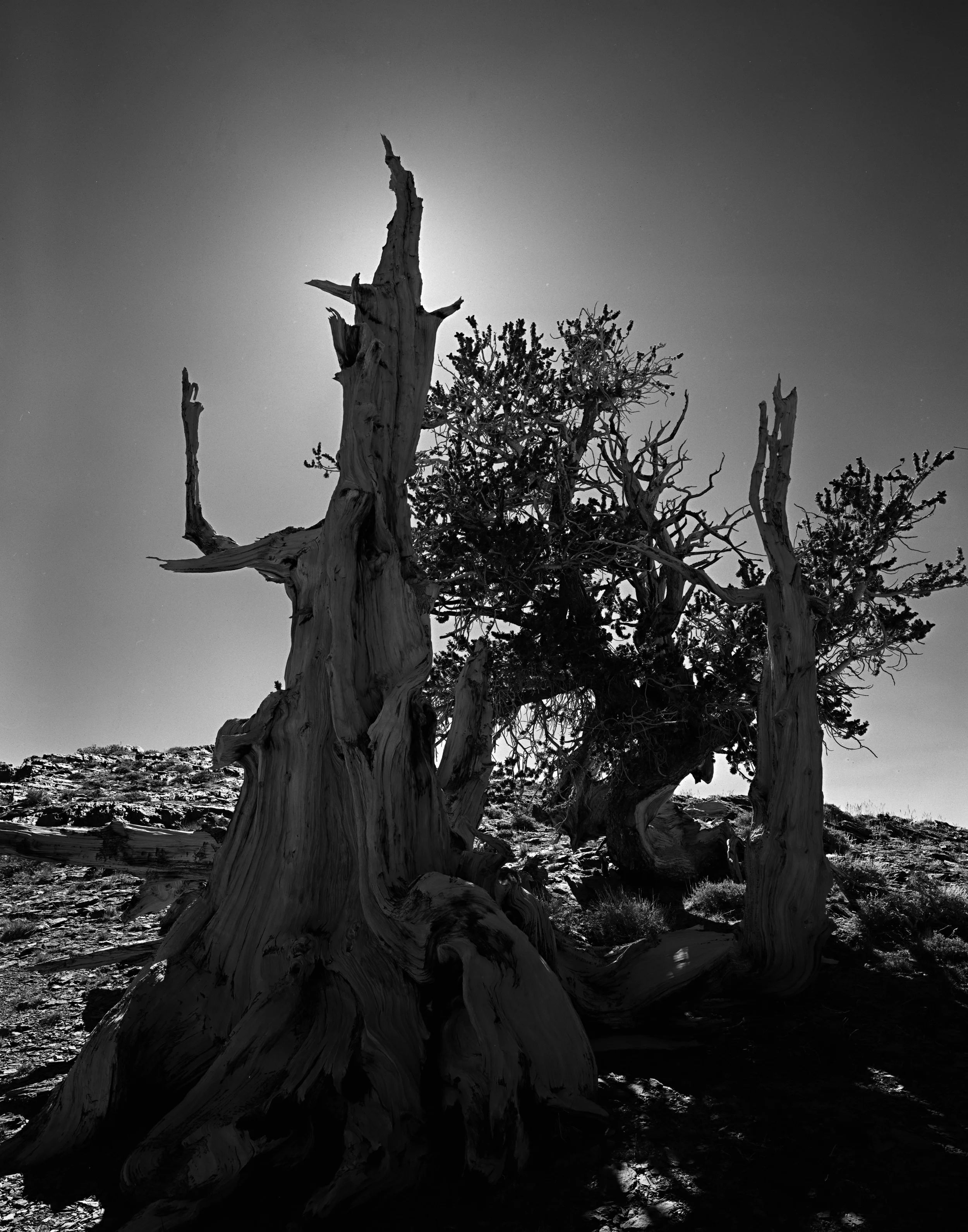 Adox CHS 100II 6-14 3 Pyro copy.jpg