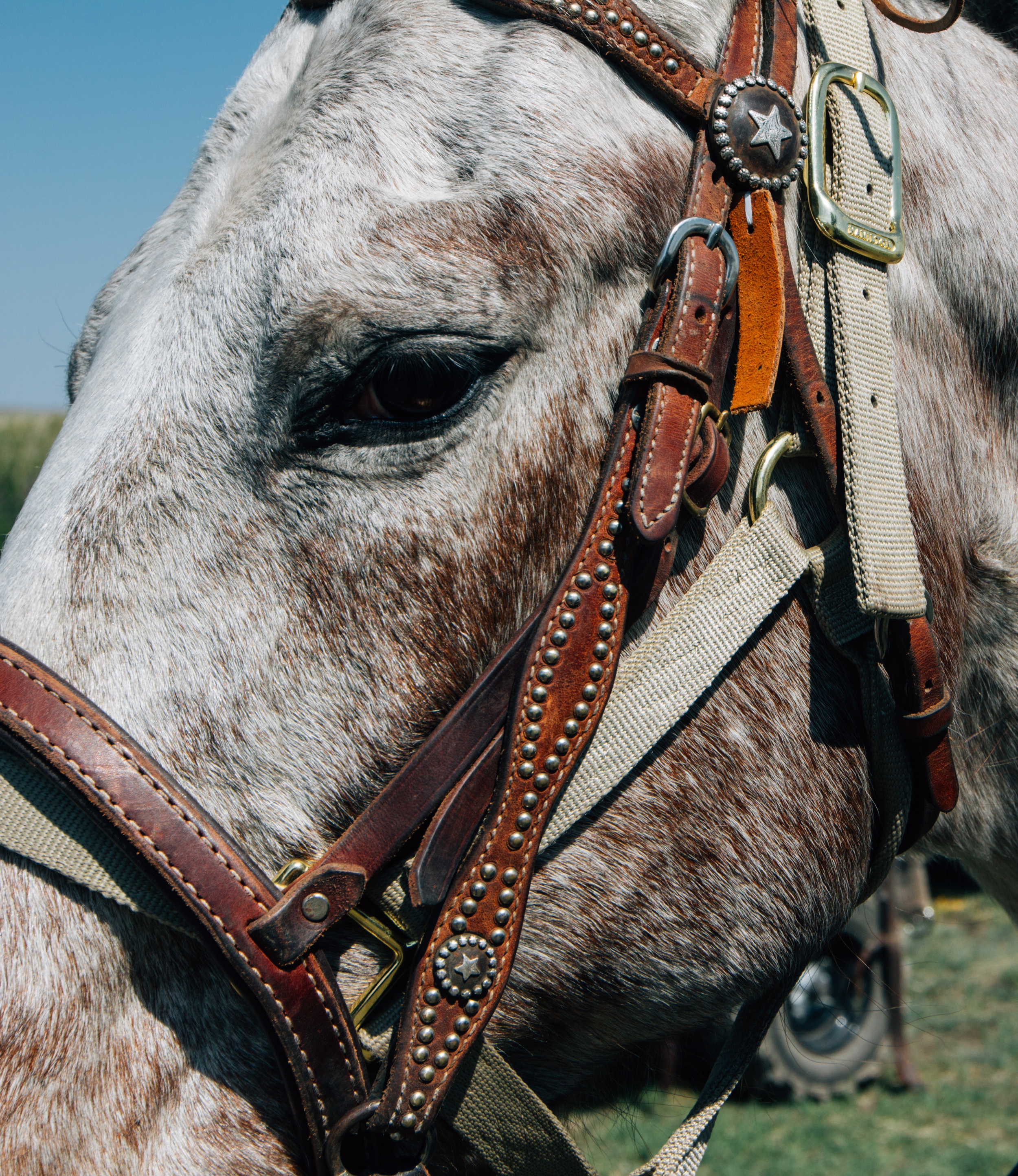 Stallion Stare.jpg