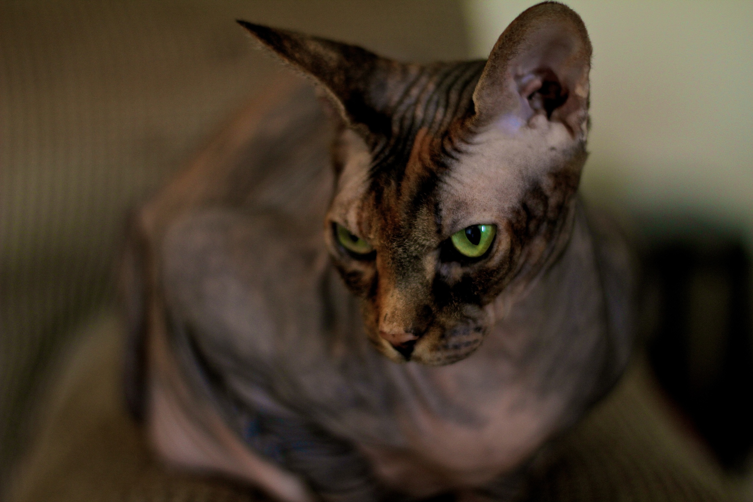 Sphynxy.jpg