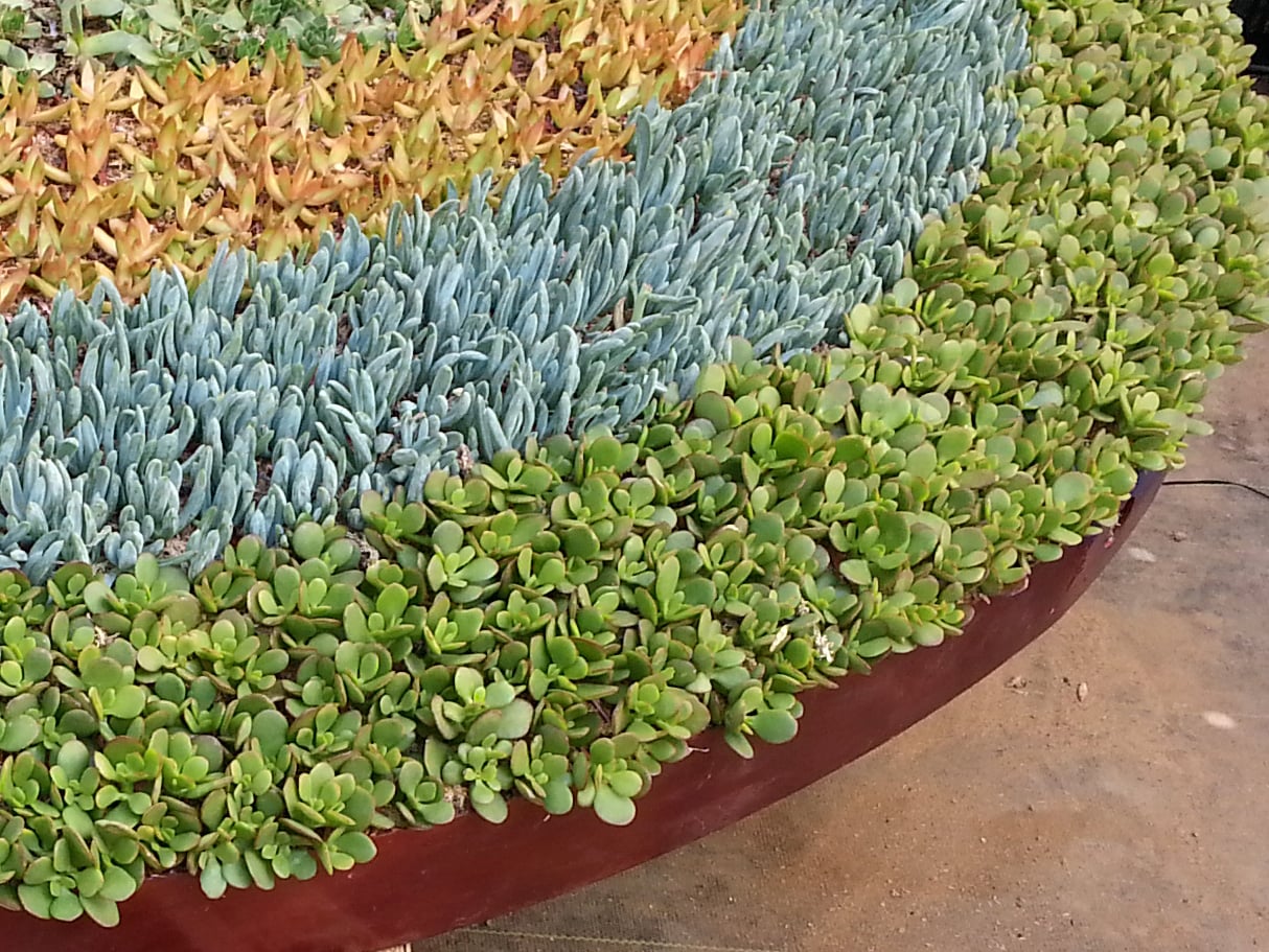 Close up of the planted surface of the heart