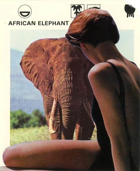 232 | AFRICAN ELEPHANT