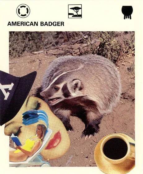 238 | AMERICAN BADGER