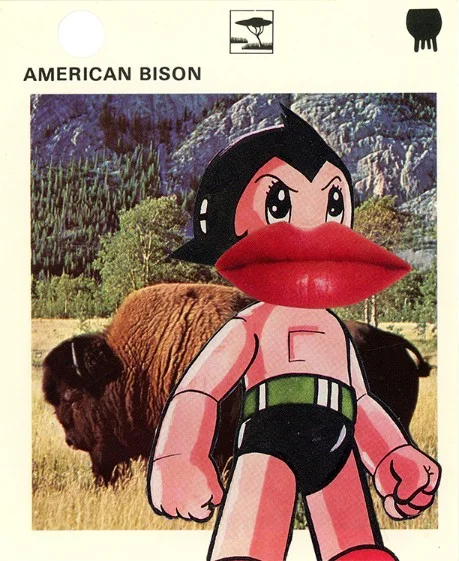 239 | AMERICAN BISON