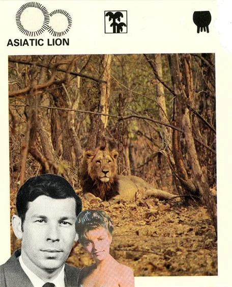 248 | ASIATIC LION